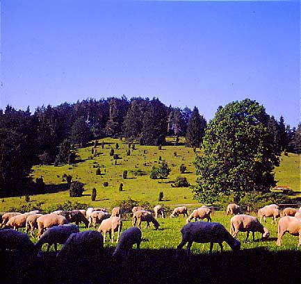 8 - 1   Wacholderheide mit Schafbeweidung (Greuthau, Lichtenstein)