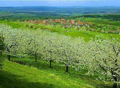 A - 302:   Kirschblte bei Kohlberg, Blick bers Albvorland bis Stuttgart