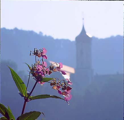 1 - 698 Balsaminen-Springkraut, Turm der Abteikirche