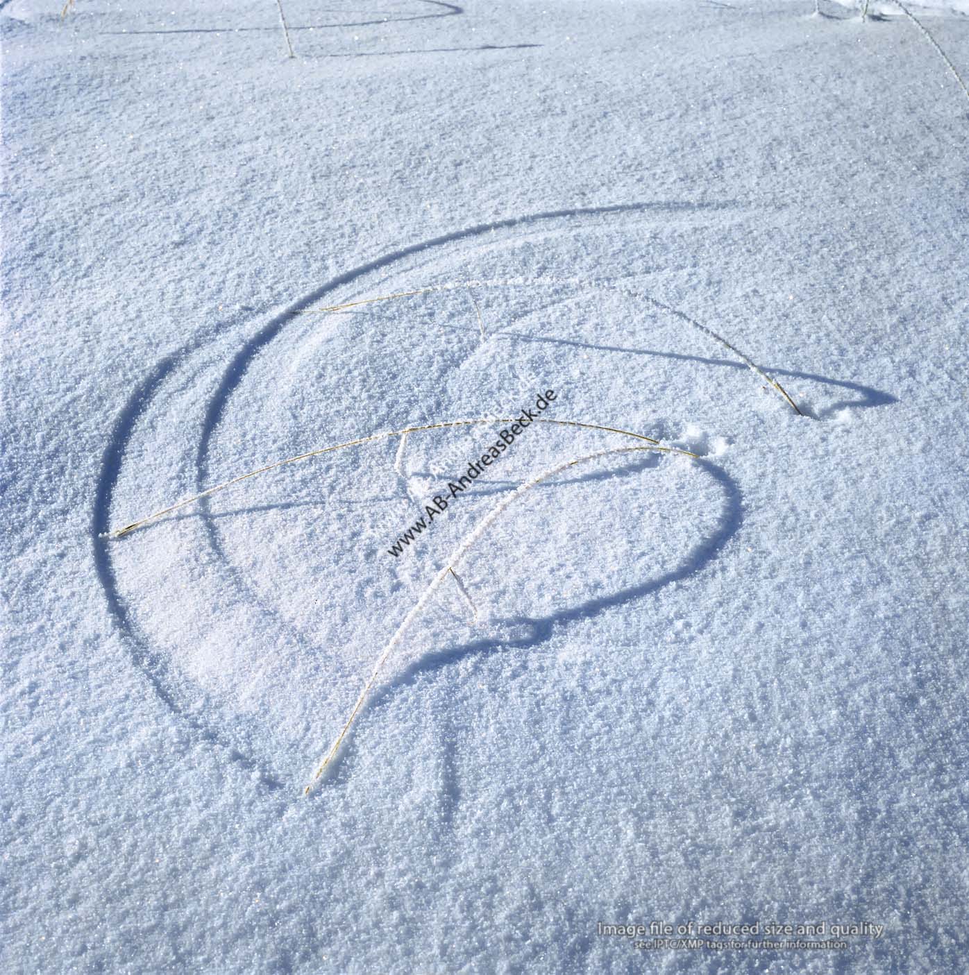 17 - 15   Grser im Schnee, vom Wind bewegt